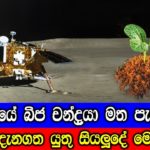 Cotton plant on Moon