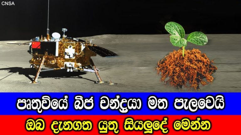 Cotton plant on Moon